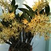 dendrobium Hilda Poxon